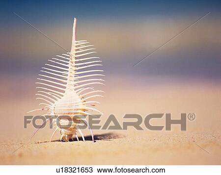 Closed Up Image of a Seashell on the Sandy Beach, Differential Focus View Large Photo Image Stock Image - Closed Up Image of a Seashell on the Sandy Beach, Differential Focus. Fotosearch