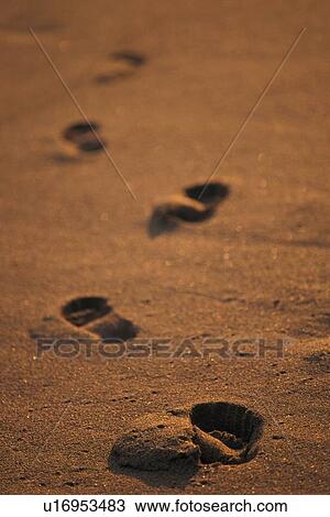 Stock Image - Foot Prints on the Sandy Beach, Differential Focus, High Angle View. Fotosearch