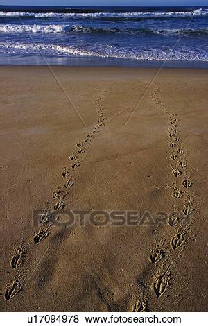 Stock Photo - Footprints on the Sandy Beach, High Angle View. Fotosearch