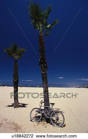 Palm Trees and a Bicycle on the Sandy Beach View Large Photo Image Stock Image - Palm Trees and a Bicycle on the Sandy Beach. Fotosearch