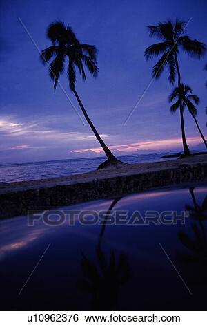 Palm Trees of the Evening Beach View Large Photo Image Stock Photograph - Palm Trees of the Evening Beach. Fotosearch