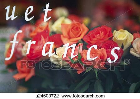 Closed Up Image of Several Different-colored Roses and Two French Words on Top, High Angle View, Differential Focus View Large Photo Image Stock Image - Closed Up Image of Several Different-colored Roses and Two French Words on Top, High Angle View, Differential Focus. Fotosearch