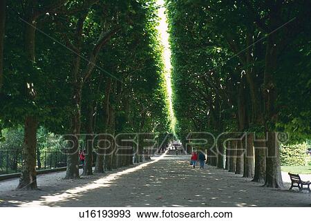 Stock Image - Image of an Alley With Several Trees on the Side, Front View, Paris, France. Fotosearch