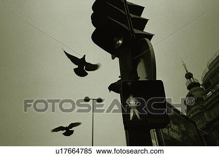 Image of a Traffic Light and Two Pigeon Flying Near It, Low Angle View, Paris, France View Large Photo Image Stock Photography - Image of a Traffic Light and Two Pigeon Flying Near It, Low Angle View, Paris, France. Fotosearch