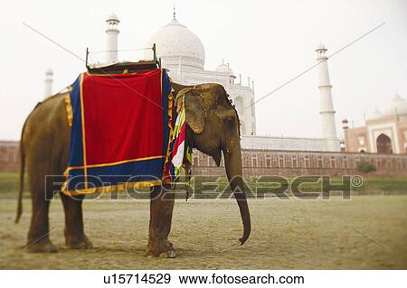 Stock Photo - Close-up of an elephant in front of a mausoleum, Taj Mahal, Agra, Uttar Pradesh, India. Fotosearch