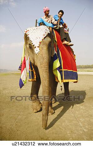 Low angle view of two young men riding an elephant View Large Photo Image Stock Image - Low angle view of two young men riding an elephant. Fotosearch