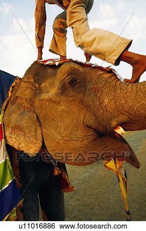 Man climbing on an elephant trunk View Large Photo Image Stock Photograph - Man climbing on an elephant trunk. Fotosearch