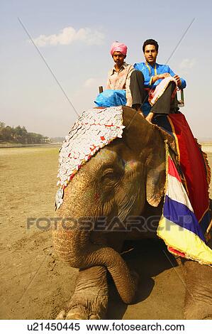 Portrait of two young men sitting on an elephant View Large Photo Image Stock Photography - Portrait of two young men sitting on an elephant. Fotosearch