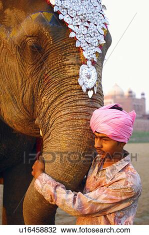 Side profile of a young man holding an elephant's trunk View Large Photo Image Stock Image - Side profile of a young man holding an elephant's trunk. Fotosearch