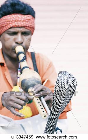 Snake charmer playing a flute in front of a snake, Jaipur, Rajasthan, India View Large Photo Image Stock Photo - Snake charmer playing a flute in front of a snake, Jaipur, Rajasthan, India. Fotosearch