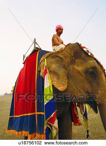 Young man sitting on an elephant View Large Photo Image Stock Image - Young man sitting on an elephant. Fotosearch