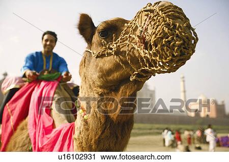 Close-up of a young man riding a camel View Large Photo Image Stock Image - Close-up of a young man riding a camel. Fotosearch