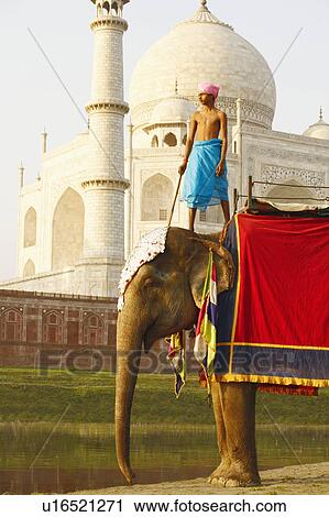 Stock Image - Low angle view of a young man standing on an elephant in front of a mausoleum, Taj Mahal, Agra, Uttar Pradesh, India. Fotosearch