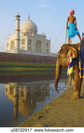 Stock Photo - Low angle view of an elephant handler standing on an elephant, Taj Mahal, Agra, Uttar Pradesh, India. Fotosearch