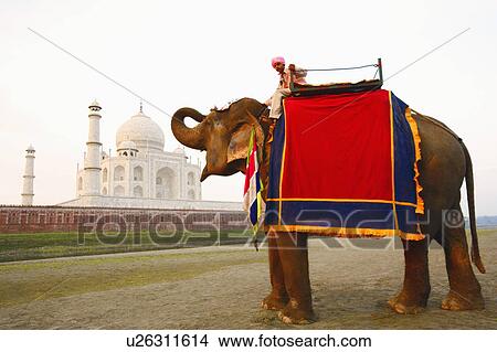Side profile of a young man sitting on an elephant, Taj Mahal, Agra, Uttar Pradesh, India View Large Photo Image Picture - Side profile of a young man sitting on an elephant, Taj Mahal, Agra, Uttar Pradesh, India. Fotosearch