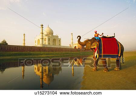 Picture - Young man riding an elephant on the riverbank, Taj Mahal, Agra, Uttar Pradesh, India. Fotosearch