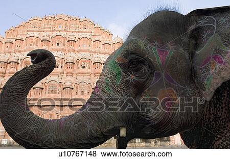 Close-up of an elephant in front of a palace, Hawa Mahal, Jaipur, India View Large Photo Image Stock Photo - Close-up of an elephant in front of a palace, Hawa Mahal, Jaipur, India. Fotosearch