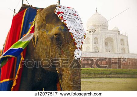 Stock Photo - Close-up of an elephant in front of a mausoleum, Taj Mahal, Agra, Uttar Pradesh, India. Fotosearch