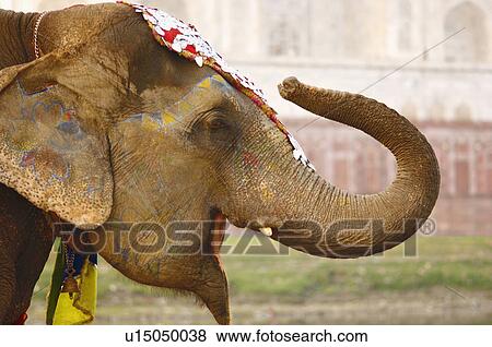 Stock Photo - Close-up of an elephant, Taj Mahal, Agra, Uttar Pradesh, India. Fotosearch