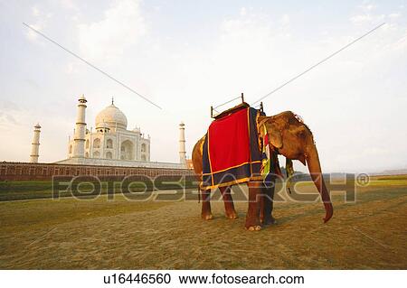 Elephant standing near a mausoleum, Taj Mahal, Agra, Uttar Pradesh, India View Large Photo Image Stock Image - Elephant standing near a mausoleum, Taj Mahal, Agra, Uttar Pradesh, India. Fotosearch