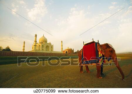 Elephant standing near a mausoleum, Taj Mahal, Agra, Uttar Pradesh, India View Large Photo Image Stock Photo - Elephant standing near a mausoleum, Taj Mahal, Agra, Uttar Pradesh, India. Fotosearch