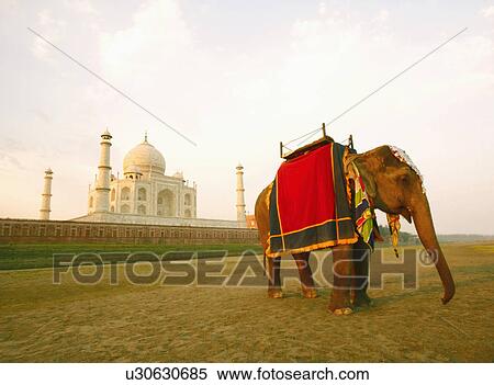 Elephant standing near a mausoleum, Taj Mahal, Agra, Uttar Pradesh, India View Large Photo Image Stock Photography - Elephant standing near a mausoleum, Taj Mahal, Agra, Uttar Pradesh, India. Fotosearch
