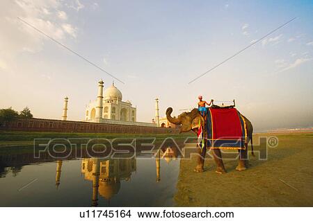Young man riding an elephant on the riverbank, Taj Mahal, Agra, Uttar Pradesh, India View Large Photo Image Picture - Young man riding an elephant on the riverbank, Taj Mahal, Agra, Uttar Pradesh, India. Fotosearch