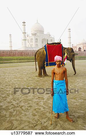 Young man standing in front of an elephant near a mausoleum, Taj Mahal, Agra, Uttar Pradesh, India View Large Photo Image Stock Photo - Young man standing in front of an elephant near a mausoleum, Taj Mahal, Agra, Uttar Pradesh, India. Fotosearch