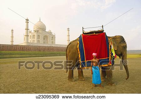 Stock Photo - Young man standing in front of an elephant near a mausoleum, Taj Mahal, Agra, Uttar Pradesh, India. Fotosearch