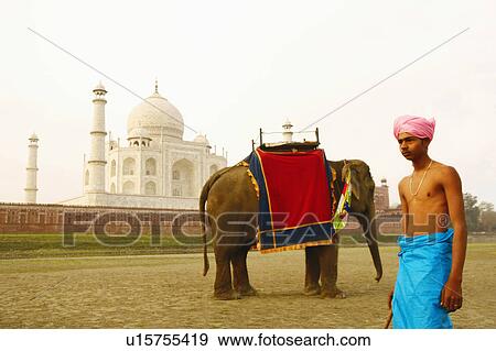 Stock Photo - Young man standing near an elephant, Taj Mahal, Agra, Uttar Pradesh, India. Fotosearch