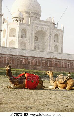 Two camels sitting in front of a mausoleum, Taj Mahal, Agra, Uttar Pradesh, India View Large Photo Image Stock Image - Two camels sitting in front of a mausoleum, Taj Mahal, Agra, Uttar Pradesh, India. Fotosearch
