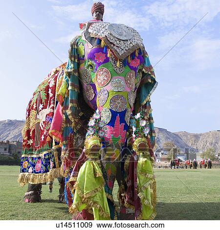 低い 角度 眺め の A 成長した 人 乗馬 象 象 祝祭 Jaipur Rajasthan インド 写真館 イメージ館 U Fotosearch