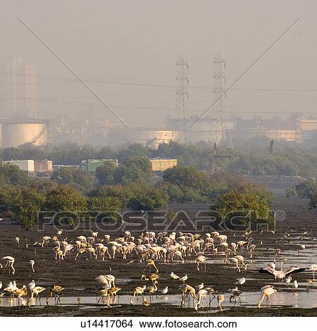 Picture - High angle view of a flock of birds in a lake, Mumbai, Maharashtra, India. Fotosearch