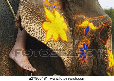 Close-up of a decorated elephant View Large Photo Image Stock Image - Close-up of a decorated elephant. Fotosearch
