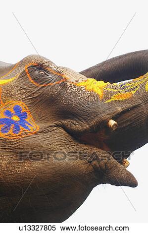 Stock Photography - Close-up of a decorated elephant. Fotosearch