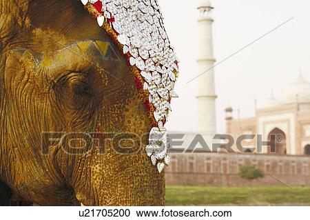 Close-up of an elephant in front of a mausoleum, Taj Mahal, Agra, Uttar Pradesh, India View Large Photo Image Stock Image - Close-up of an elephant in front of a mausoleum, Taj Mahal, Agra, Uttar Pradesh, India. Fotosearch