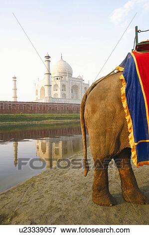 Stock Photo - Elephant standing on the riverbank, Taj Mahal, Agra, Uttar Pradesh, India. Fotosearch