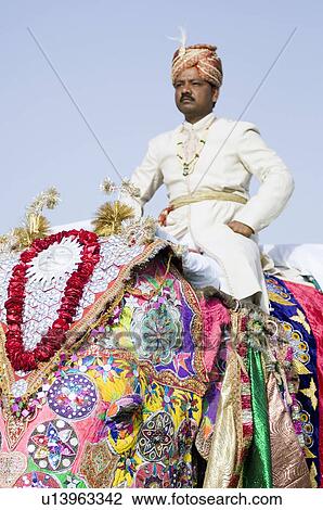 Low angle view of a mature man riding an elephant, Elephant Festival, Jaipur, Rajasthan, India View Large Photo Image Stock Image - Low angle view of a mature man riding an elephant, Elephant Festival, Jaipur, Rajasthan, India. Fotosearch
