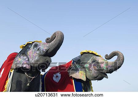 Stock Image - Low angle view of painted elephants blowing their trumpets, Jaipur, Rajasthan, India. Fotosearch