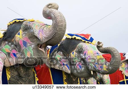 Portrait of a mature man riding an elephant, Elephant Festival, Jaipur, Rajasthan, India View Large Photo Image Stock Photo - Portrait of a mature man riding an elephant, Elephant Festival, Jaipur, Rajasthan, India. Fotosearch
