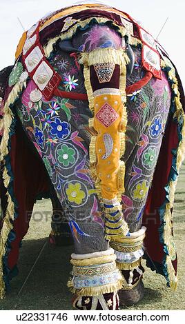 Rear view of a painted elephant, Elephant Festival, Jaipur, Rajasthan, India View Large Photo Image Stock Photograph - Rear view of a painted elephant, Elephant Festival, Jaipur, Rajasthan, India. Fotosearch