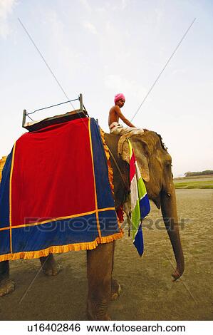 Side profile of a young man sitting on an elephant View Large Photo Image Stock Photograph - Side profile of a young man sitting on an elephant. Fotosearch