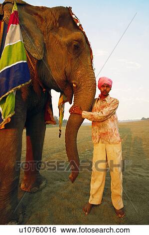 Young man holding the trunk of an elephant View Large Photo Image Stock Photograph - Young man holding the trunk of an elephant. Fotosearch