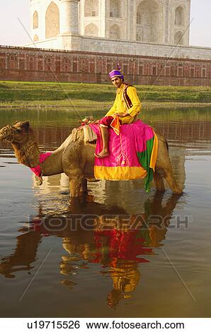 Stock Photograph - Young man riding on a camel's back in the river, Taj Mahal, Agra, Uttar Pradesh, India. Fotosearch
