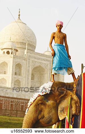 Low angle view of a young man standing on an Indian elephant in front of a mausoleum, Taj Mahal, Agra, Uttar Pradesh, India View Large Photo Image Stock Image - Low angle view of a young man standing on an Indian elephant in front of a mausoleum, Taj Mahal, Agra, Uttar Pradesh, India. Fotosearch