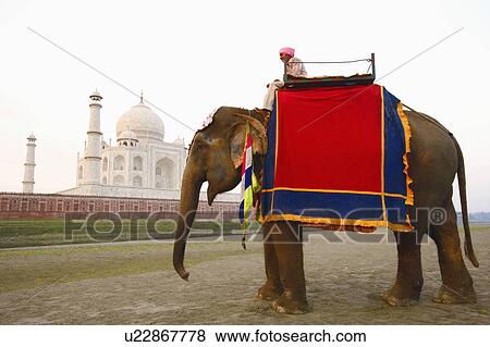 Stock Photo - Side profile of a young man sitting on an elephant, Taj Mahal, Agra, Uttar Pradesh, India. Fotosearch