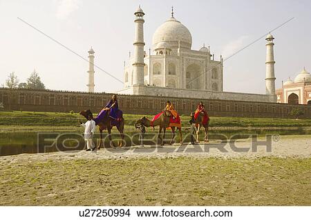 Tourist riding camels, Taj Mahal, Agra, Uttar Pradesh, India View Large Photo Image Picture - Tourist riding camels, Taj Mahal, Agra, Uttar Pradesh, India. Fotosearch