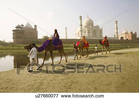 Tourist riding camels, Taj Mahal, Agra, Uttar Pradesh, India View Large Photo Image Stock Photo - Tourist riding camels, Taj Mahal, Agra, Uttar Pradesh, India. Fotosearch