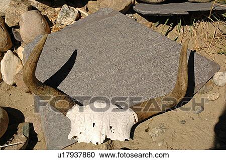Close-up of carrion with horns. View Large Photo Image Stock Image - Close-up of carrion with horns.. Fotosearch
