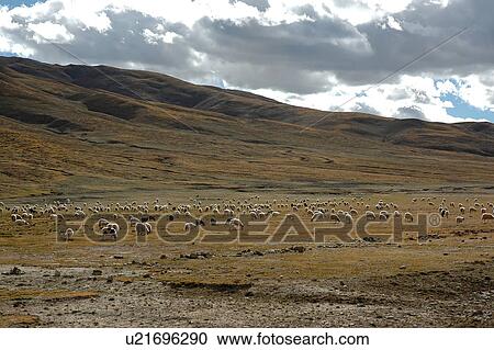 View of a large group of animals grazing. View Large Photo Image Stock Image - View of a large group of animals grazing.. Fotosearch